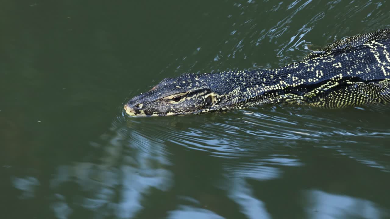 un lagarto monitor se desliza a través del agua