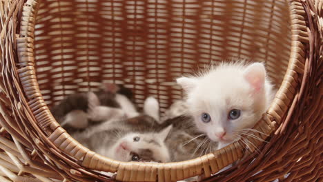 playful litter of adorable newborn kittens together in wicker basket, closeup