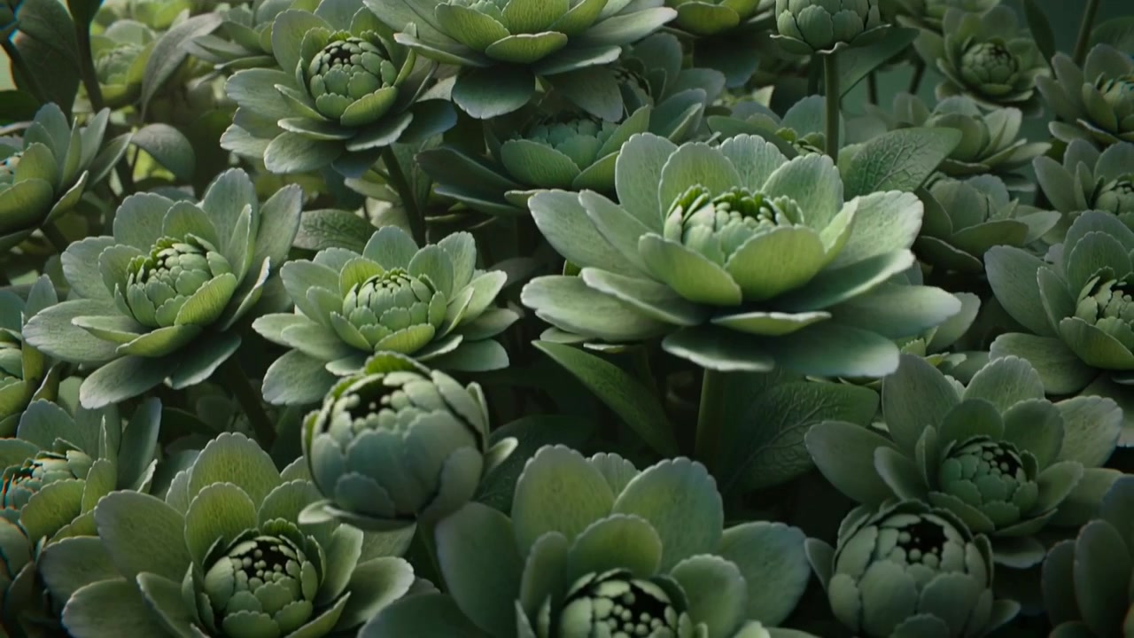 Panning camera forward and down into green succulent rosette cluster, accentuating leaf texture