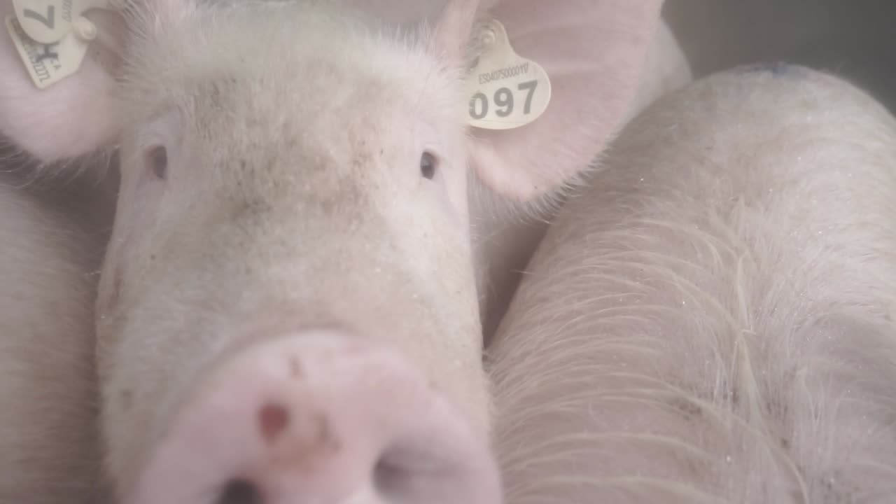 Pigs looking at camera in intensive farming