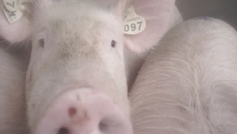 pigs looking at camera in intensive farming