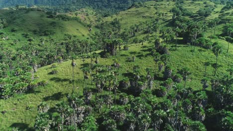 excelente toma aérea de árboles altos y vegetación en la isla rinca en el parque nacional de komodo, indonesia