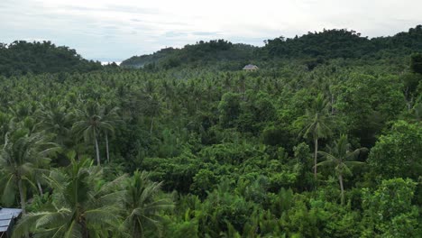 Langsam-Bewegte-Luftaufnahme-Einer-üppigen-Waldlandschaft-Mit-Fliegenden-Vögeln-Auf-Den-Philippinen