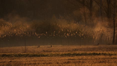 several deer lie in the wilderness at sunrise. the fog and mist rise and are illuminated by the sun. a magical moment and a beautiful landscape. it's spring. golden hour