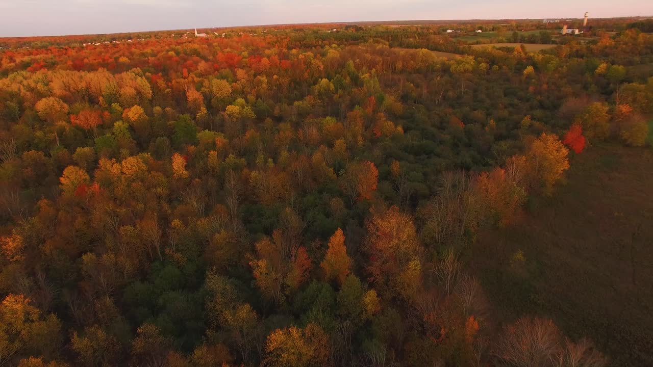 vista aérea del follaje de otoño en maderas duras coloridas