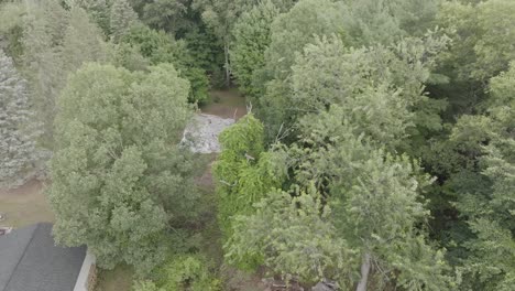 hawk sitting below camera line