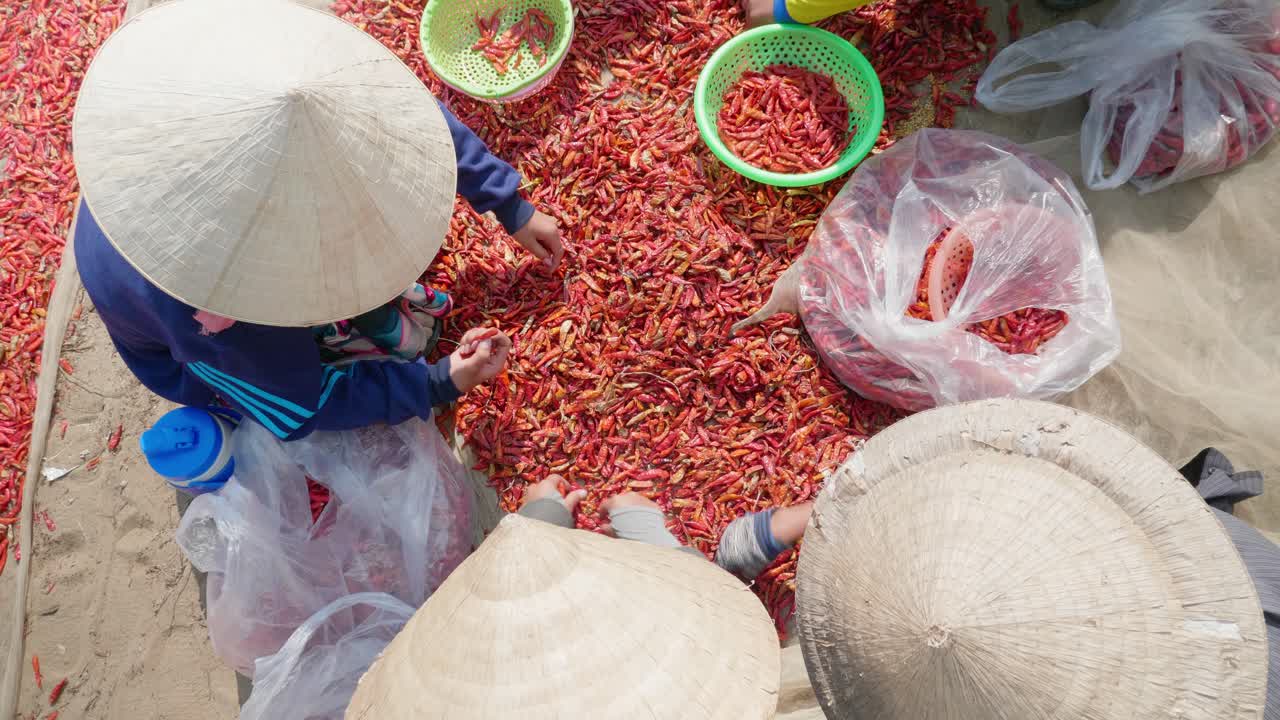 베트남 장성에서 빨간 고추를 고르는 어린 소녀의 클로즈업 샷