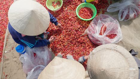 Nahaufnahme-Eines-Mädchens,-Das-Rote-Chilis-In-Der-Provinz-Giang,-Vietnam,-Auswählt