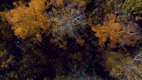 Drone-Sobrevuelan-Los-árboles-De-Otoño