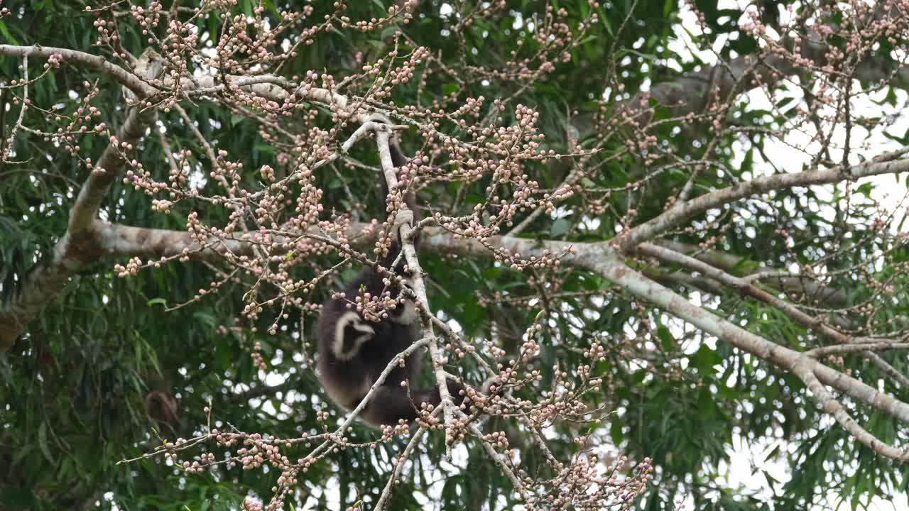 un individuo visto alcanzando frutas con su mano derecha ocupado comiendo deliciosas frutas, gibón de manos blancas o lar gibón hylobates lar, tailandia