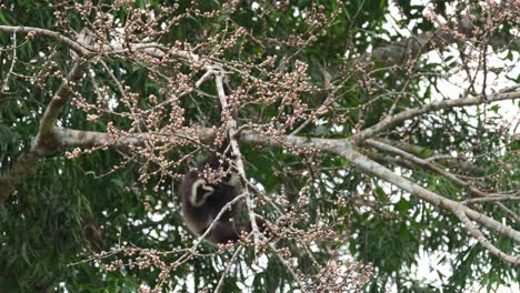 Se-Ve-A-Un-Individuo-Buscando-Frutas-Con-Su-Mano-Derecha-Ocupada-Comiendo-Deliciosas-Frutas,-Gibón-De-Manos-Blancas-O-Lar-Gibbon-Hylobates-Lar,-Tailandia