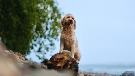 playful goldendoodle dog lick itself sitting on a rustic roten log in pebble beach by the sea looking at camera - low angle view