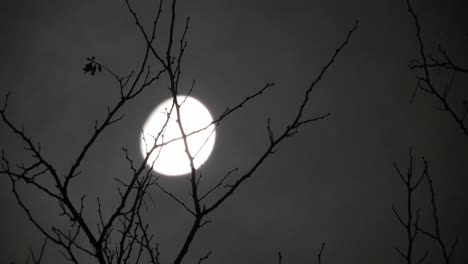 Mond-Hinter-Den-Ästen-Eines-Baumes-Mit-Vorbeiziehenden-Wolken