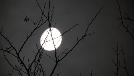 moon behind the branches of a tree with clouds passing