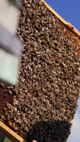 beekeeper's hand holding the heavy frame coated with bee family. honey frame full of insects at the backdrop of blue sky. vertical video