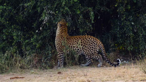 leopardo africano por el arbusto en la sabana en áfrica