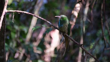 encaramado en una pequeña rama diagonal mirando a su alrededor, abejaruco de barba azul o nyctyornis athertoni, parque nacional de khao yai, tailandia