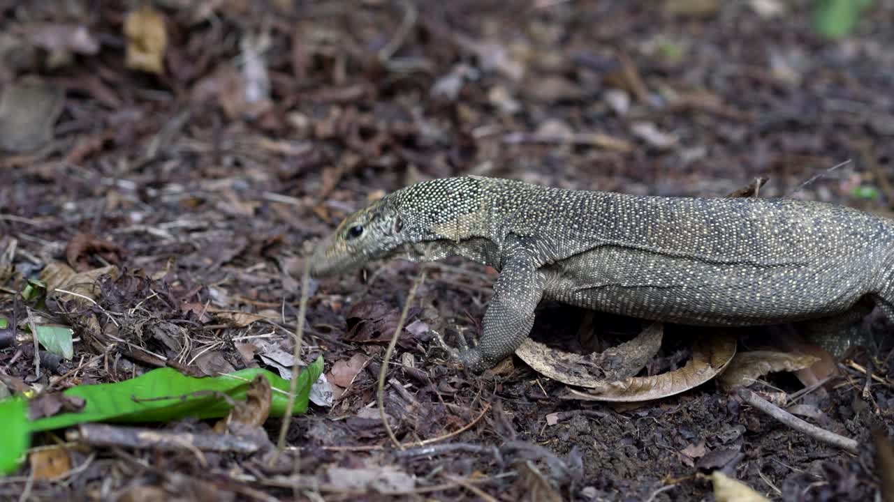 Close-up of a Monitor lizard on dry leaves, park in Singapore
