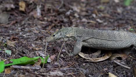 close-up of a monitor lizard on dry leaves, park in singapore