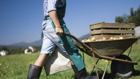 farmer carrying wheelbarrow full of onions