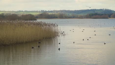 Chew-Valley,-Somerset,-Reino-Unido,-30-De-Diciembre-De-2019:-Paisaje-Invernal-En-El-Embalse-Del-Chew-Valley