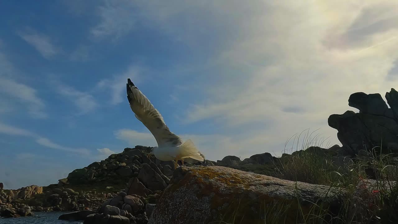 프랑스 코르시카의 라베치 섬에서 바위에서 바위로 날아가는 갈매기의 슬로우 모션