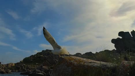 cámara lenta de gaviota volando de roca en roca en la isla lavezzi en córcega, francia