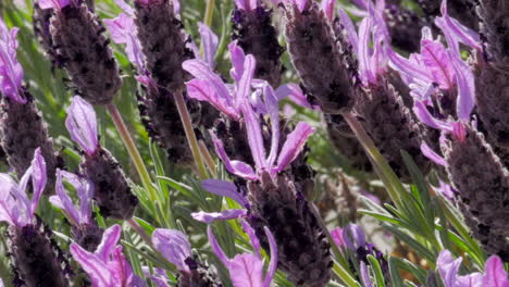 紫色のラベンダーの開花植物の周りをミツバチが飛んでいます