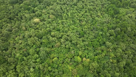 Laubwald-Mit-Laubbäumen-In-Nordeuropa