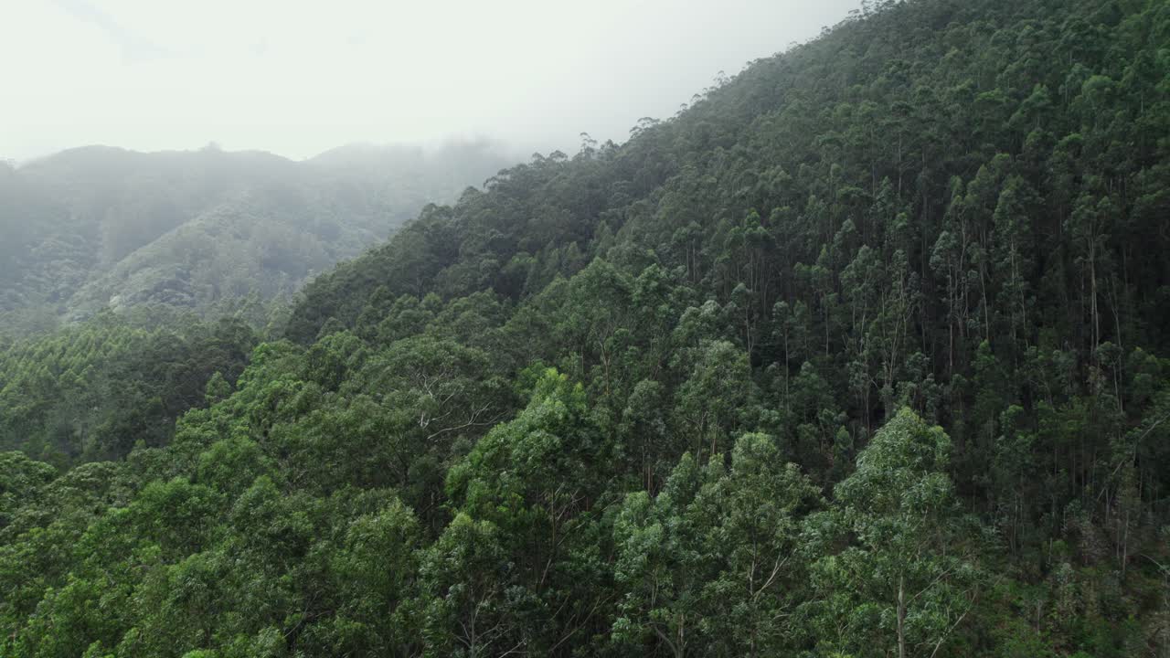 bosque de montaña con niebla