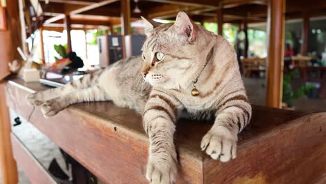 a cat laying on a wooden desk