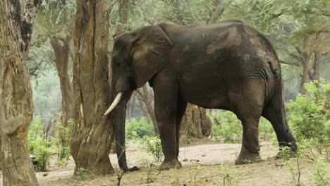 sleeping african elephant: the mighty bull leans his lobe against an acacia tree while standing upright