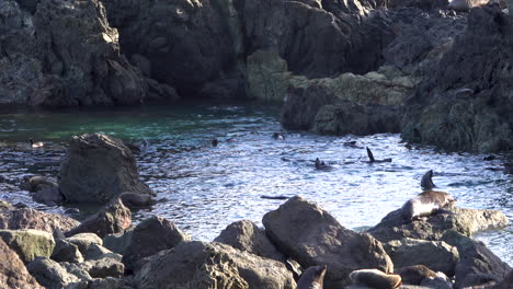 Wide-shot-showing-happy-group-of-Seal-Colony-swimming-in-water-and-cooling---New-Zealand,Cape-Palliser