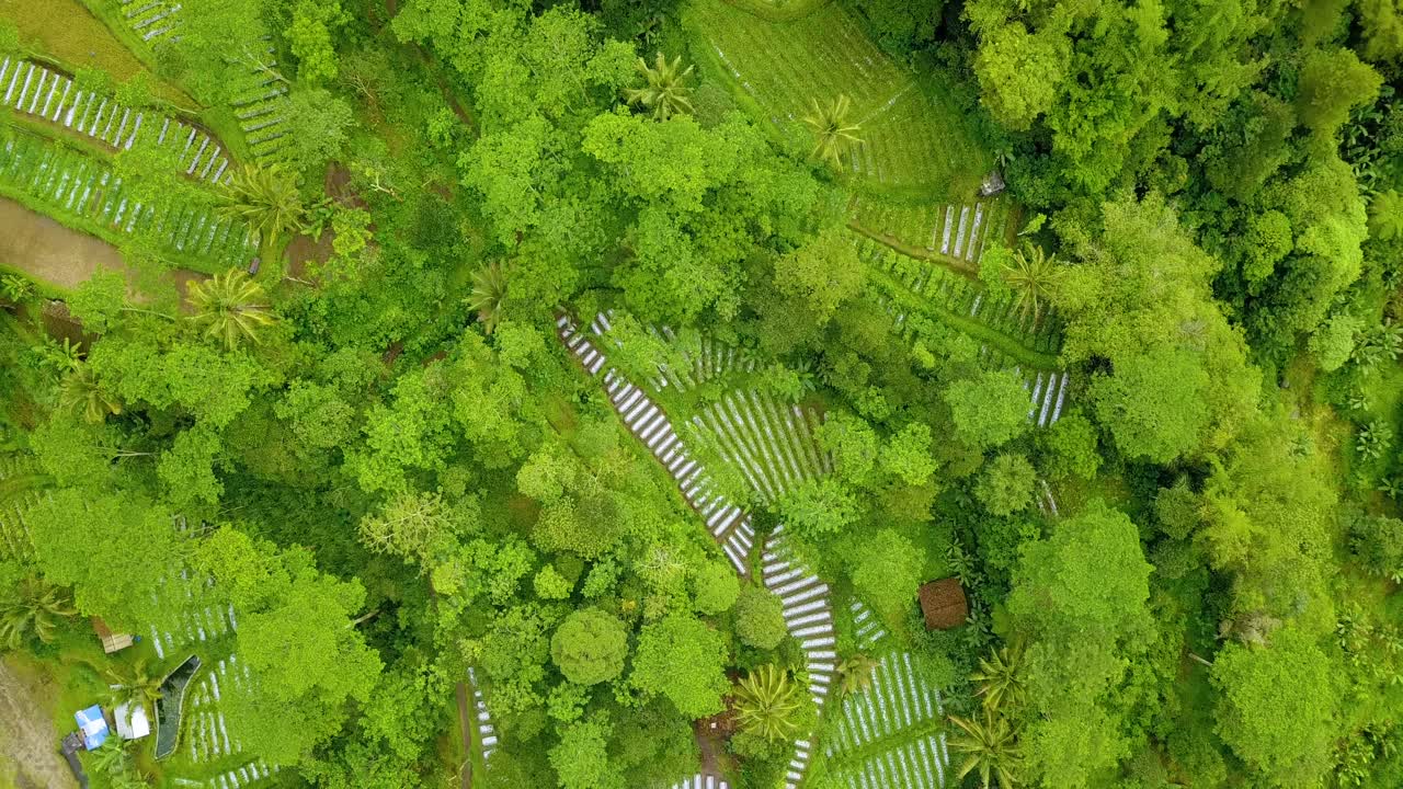 vista de drones del campo agrícola tropical en la ladera de la montaña