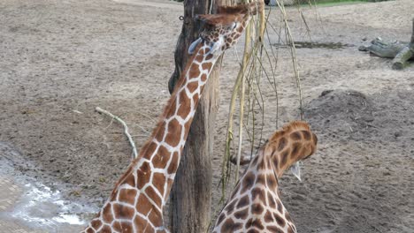 dos jirafas reticuladas comiendo en el zoológico de amersfoort, países bajos - de cerca