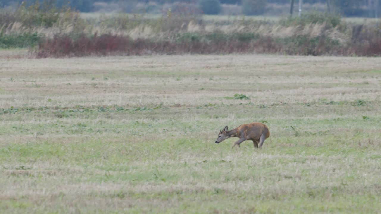 건초 롤 먹는 노루 사이 새벽 황혼 저녁 가을 빛에 노루