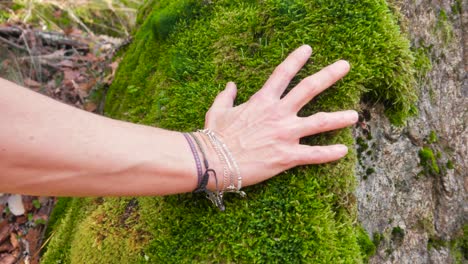 Eine-Aufnahme-Einer-Frauenhand,-Die-Das-Moos-Streichelt,-Das-Einen-Stein-Bedeckt