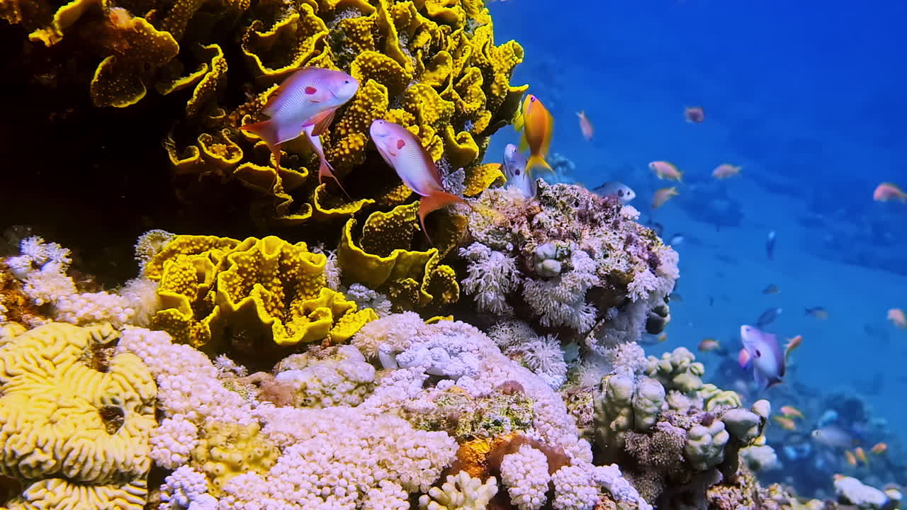 Exploring a coral reef through snorkeling, encountering diverse marine species