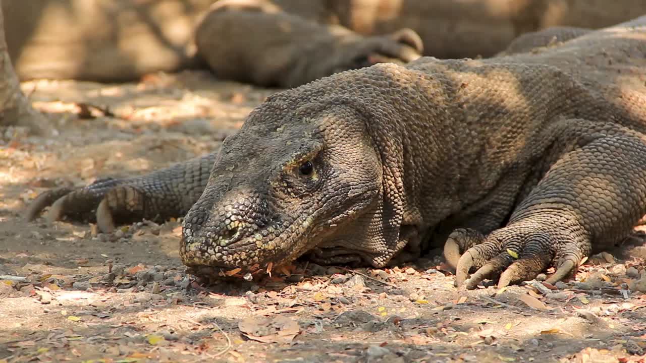 Stationary Komodo dragon (Varanus komodoensis) guarding itself from the strong hot sun of Indonesia - Portrait close up shot