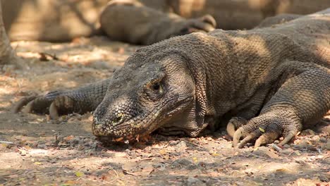 stationary komodo dragon (varanus komodoensis) guarding itself from the strong hot sun of indonesia - portrait close up shot
