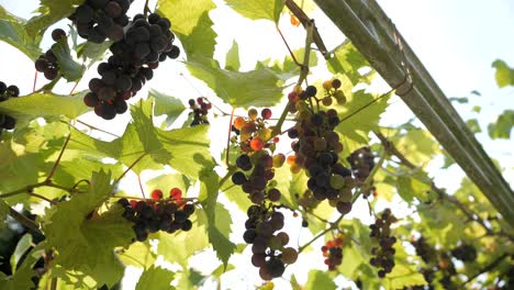 grapes clusters illuminated by the rays of the summer sun