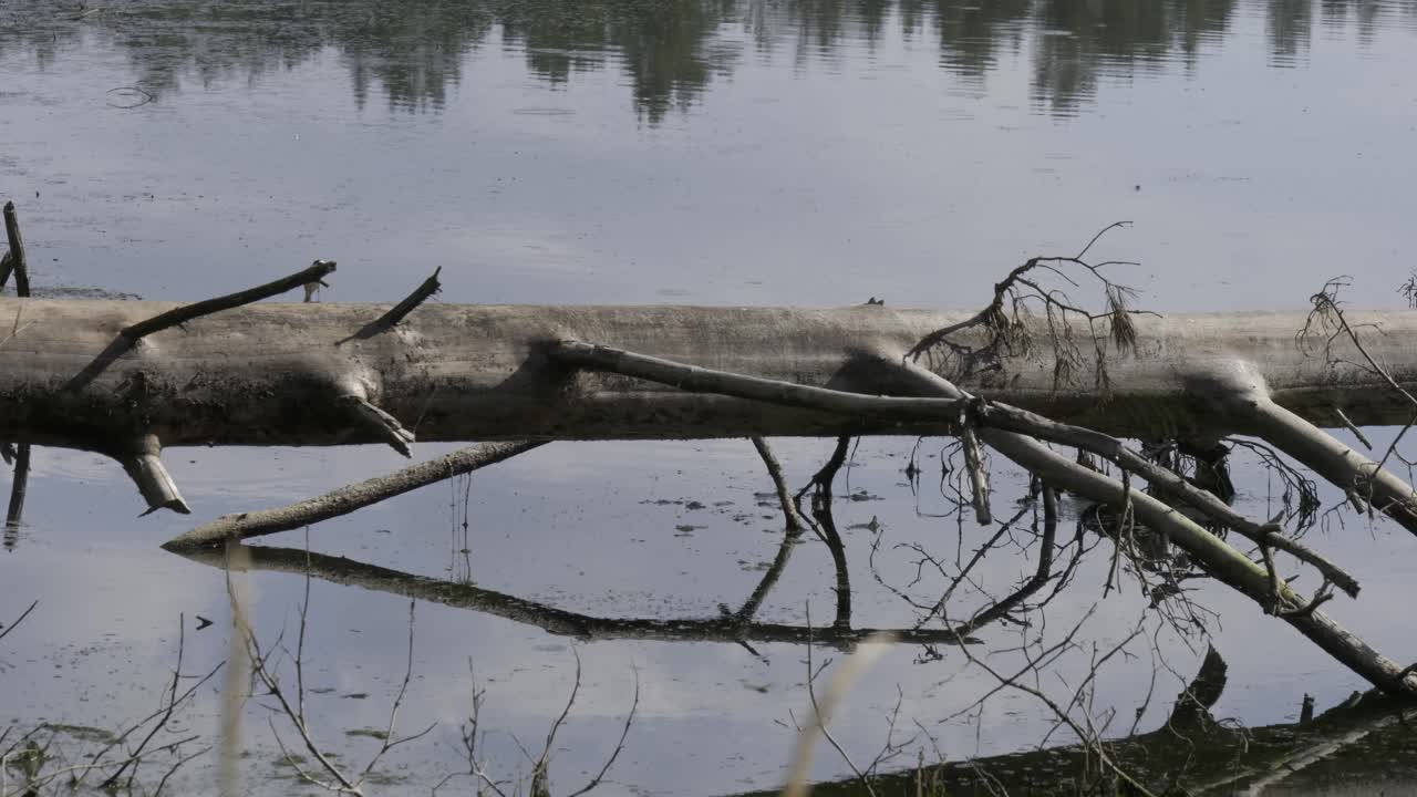 pájaro volar y caminar en el árbol caído en la laguna de agua suave