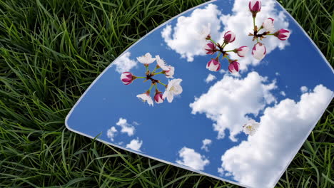 cherry blossoms and sky reflected in a mirror on green grass