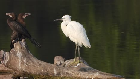 cormorán y garza - relajante - agua - estanque