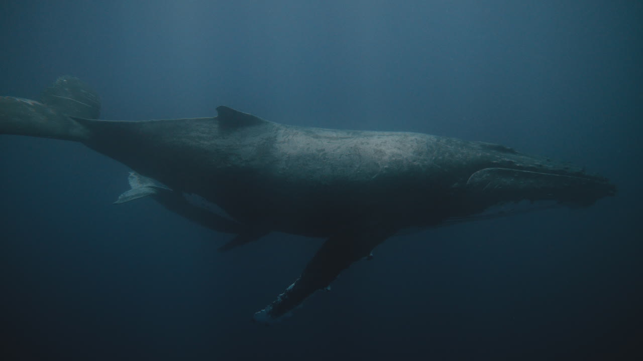 바바우 톤가 에서 고래 들 과 함께 수중 다이빙 을 하는 관점