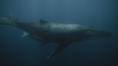 nurkowanie podwodne z wielorybami w vava'u tonga