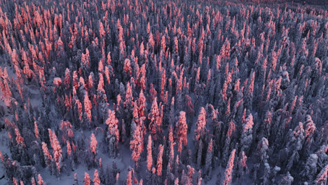 aerial tracking shot overlooking snowy trees on a forested hill, winter sunset in lapland