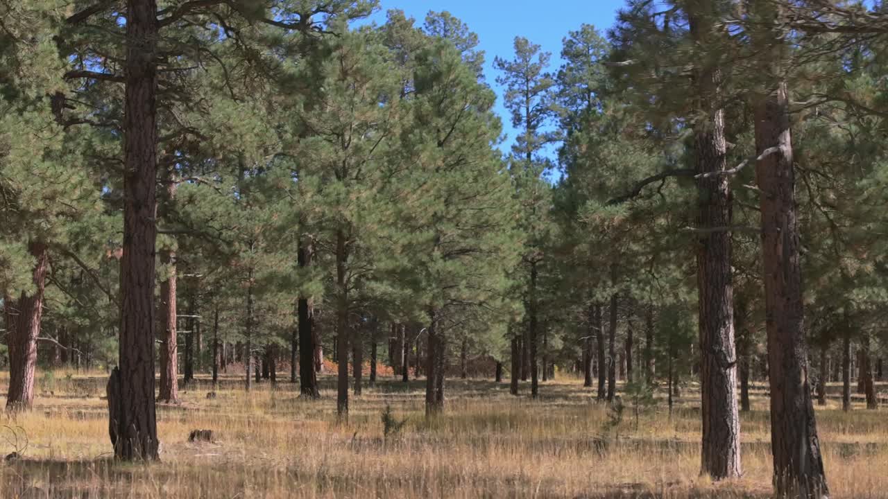 Pine forest in Colorado, USA on a sunny day with a calm, serene vibe