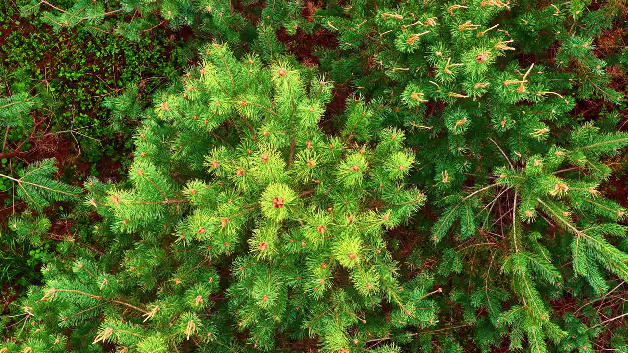 Aerial top-down view of dense pine treetops in young conifer forest