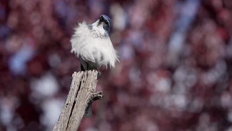 Kalifornien-Scrub-Jay-An-Einem-Windigen-Tag